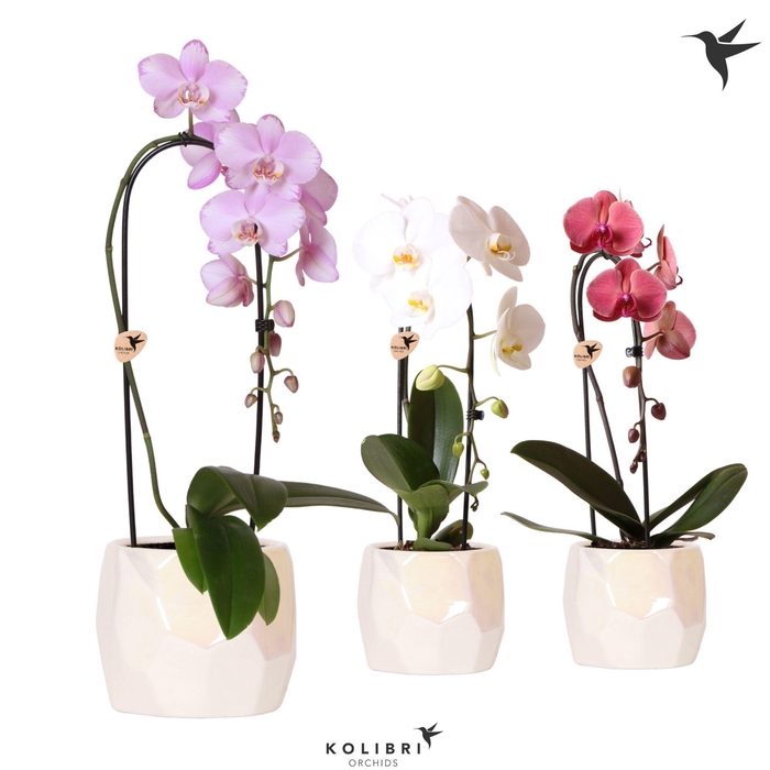 <h4>Kolibri Orchids Phalaenopsis Cascade Niagara Fall mix 1 spike in Pearl pot travertine</h4>
