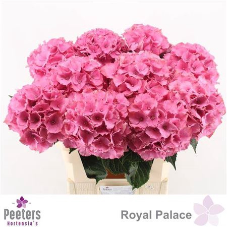 <h4>Hydr M Royal Palace</h4>