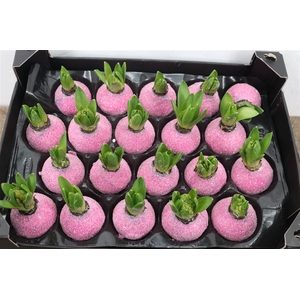 Wax Hyacinth Gl Fuchsia