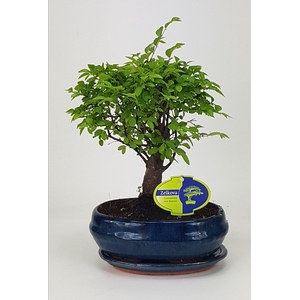 Zelkova parvifolia, 19 cm., broom, with driptray