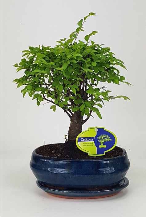 <h4>Zelkova parvifolia, 19 cm., broom, with driptray</h4>