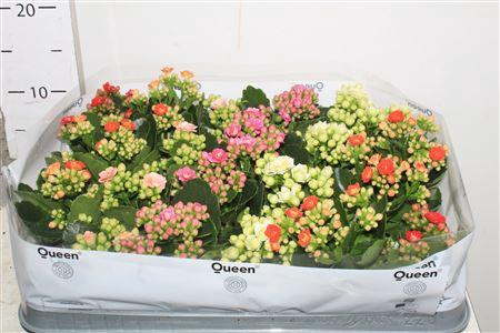 <h4>Kal Ge Gem 5 Kl</h4>