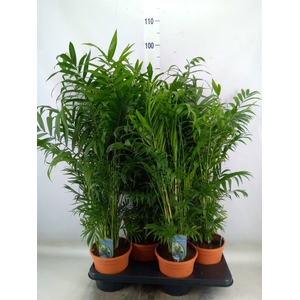 Chamaedorea elegans
