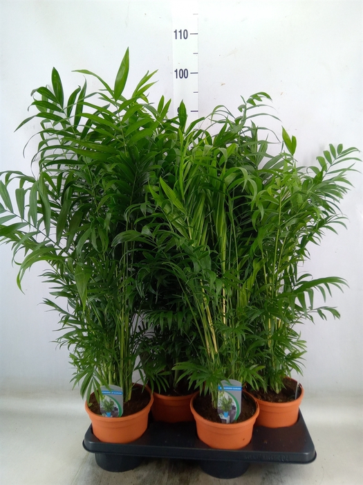 <h4>Chamaedorea elegans</h4>