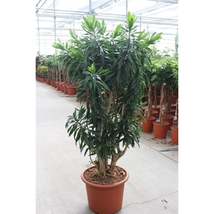 Dracaena Reflexa