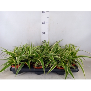 Chlorophytum com. 'Ocean'