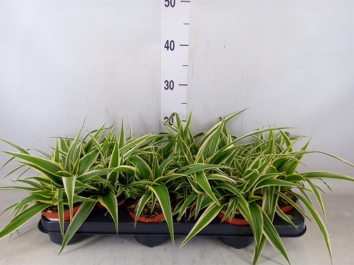 <h4>Chlorophytum com. 'Ocean'</h4>