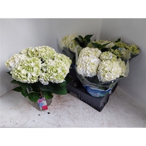 Hydrangea wit