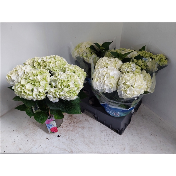 <h4>Hydrangea wit</h4>
