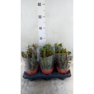 Euphorbia trigona 'Rubra'