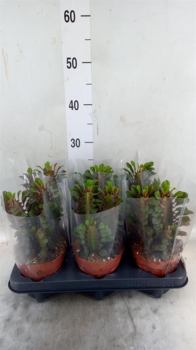 <h4>Euphorbia trigona 'Rubra'</h4>