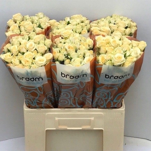 Rosa TR 'Salinero' BRAAM