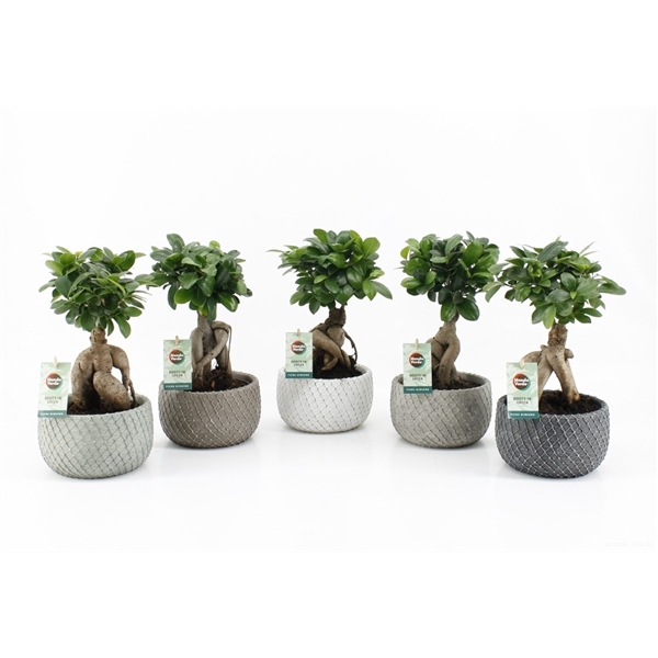 Ficus micr. Ginseng in Classic Stone