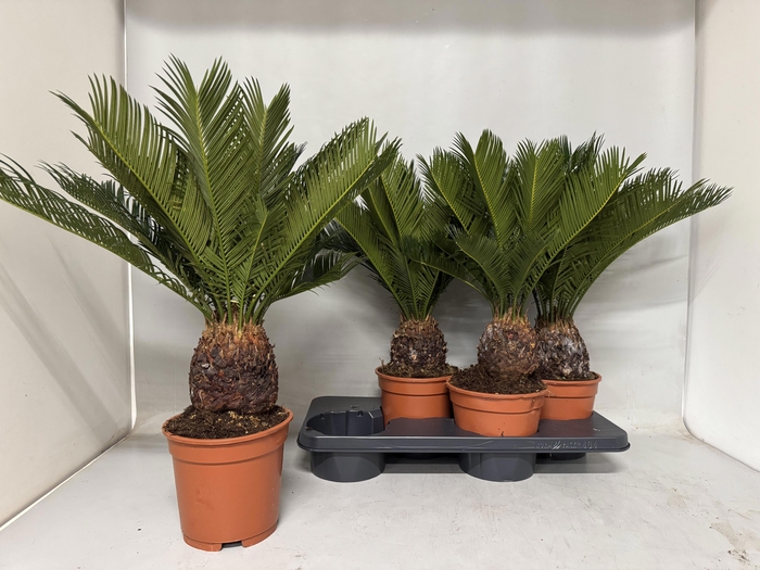 <h4>CYCAS REVOLUTA</h4>