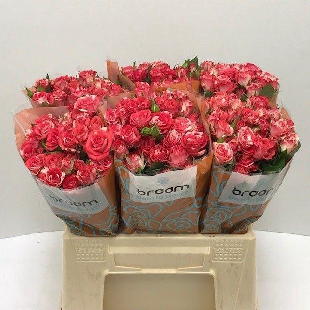 <h4>Rosa TR 'Fireworks' BRAAM</h4>