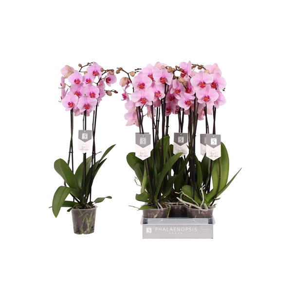 <h4>Phalaenopsis Washington, 3-spike 22+</h4>