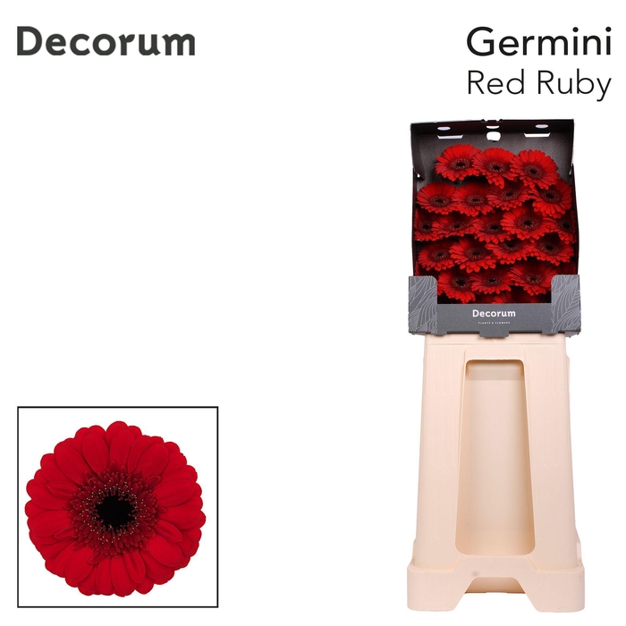 <h4>Germini Red Ruby Diamond</h4>