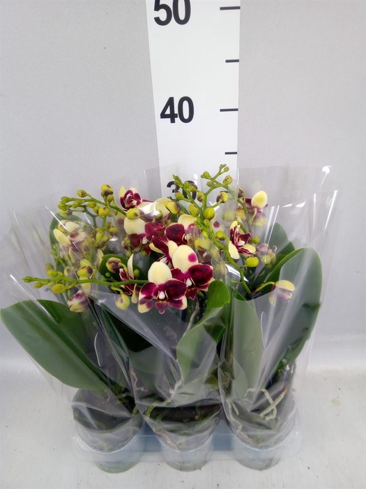 <h4>Phalaenopsis multi.   ...yellow</h4>