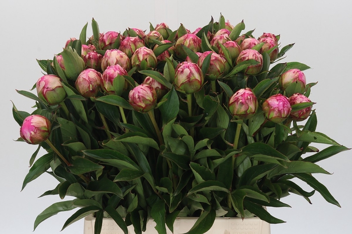 <h4>Paeonia Dr A Fleming</h4>