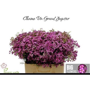 Chame Un Gra Jupiter