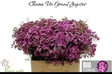 <h4>Chame Un Gra Jupiter</h4>