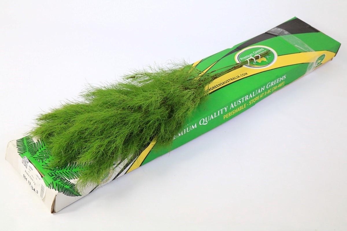 <h4>Koala Fern (air) x8</h4>