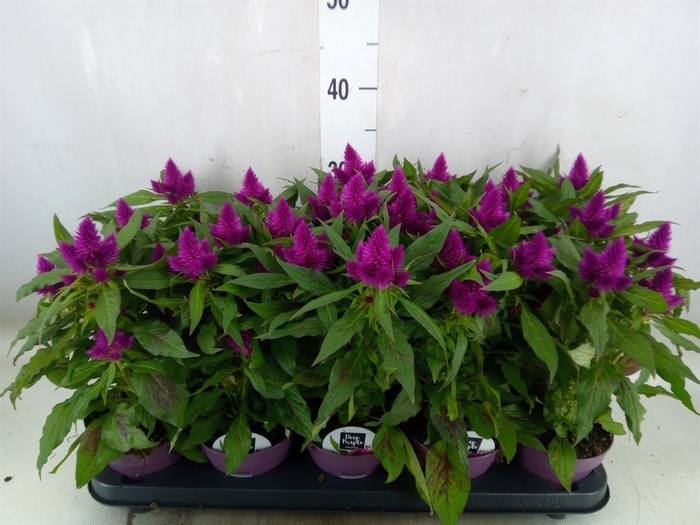 <h4>Celosia arg. SP 'Deep Purple'</h4>