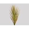 FOLHAGEM DRACENA TRICOLOR