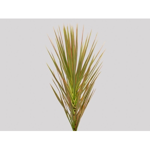 FOLHAGEM DRACENA TRICOLOR
