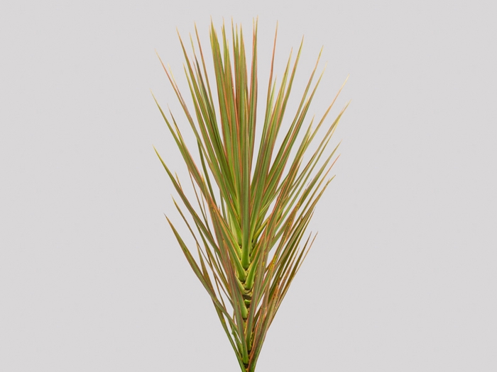 FOLHAGEM DRACENA TRICOLOR
