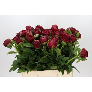 Paeonia Henry Bockstoce