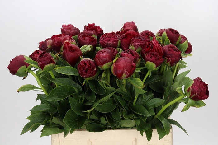 <h4>Paeonia Henry Bockstoce</h4>