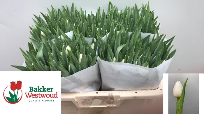 <h4>TU EN SILVER DOLLAR</h4>