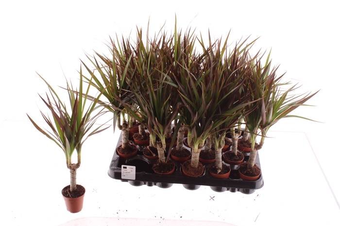 <h4>DRA MARG MAGENTA</h4>