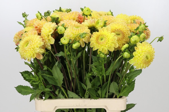 Dahlia Jowey Goldy