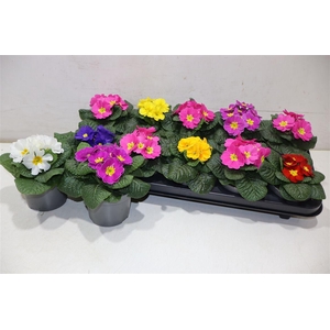 Prim Ac Paradiso Gem