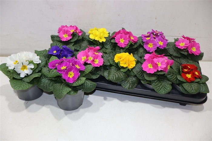 <h4>Prim Ac Paradiso Gem</h4>