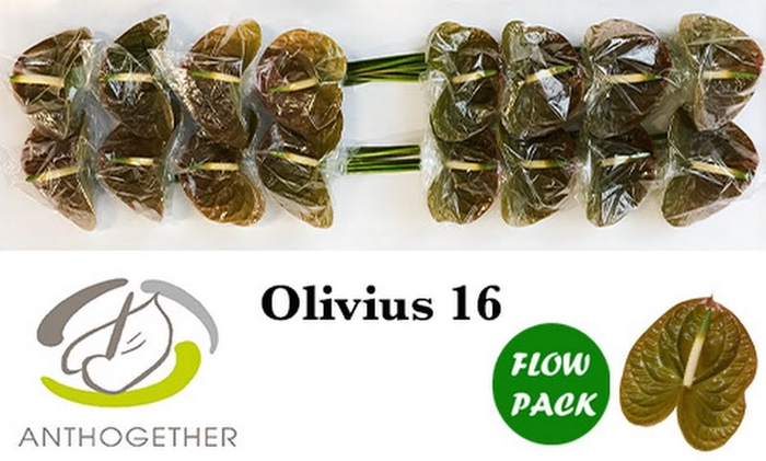 <h4>Anth A Olivius Flow Pack Bouman</h4>