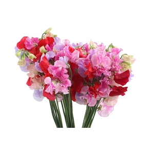 Lathyrus Mix In Bunch