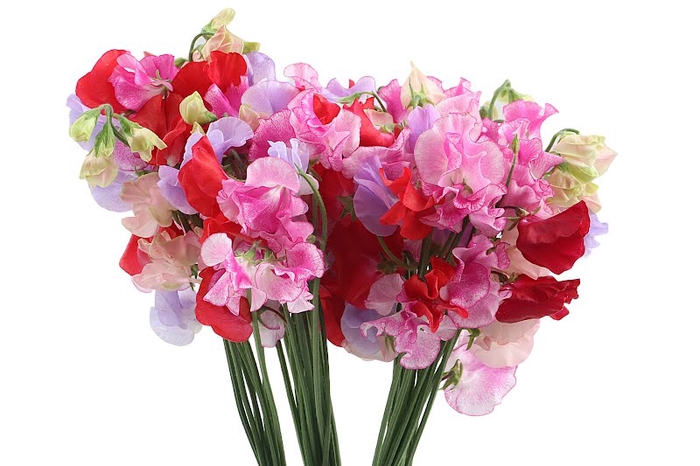 <h4>Lathyrus Mix In Bunch</h4>