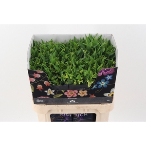 Alst Fl Jade