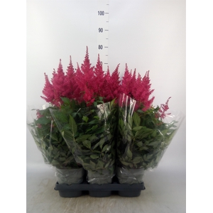 Astilbe arendsii 'Drum and Bass'