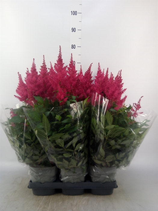 <h4>Astilbe arendsii 'Drum and Bass'</h4>