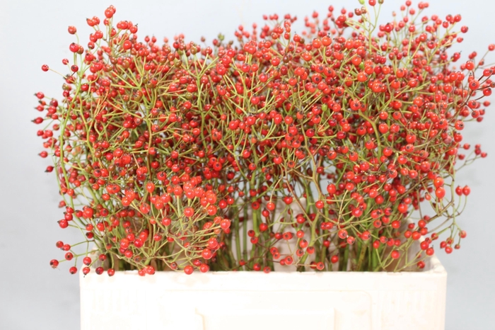 <h4>ROSA PRINSBERRY RED</h4>