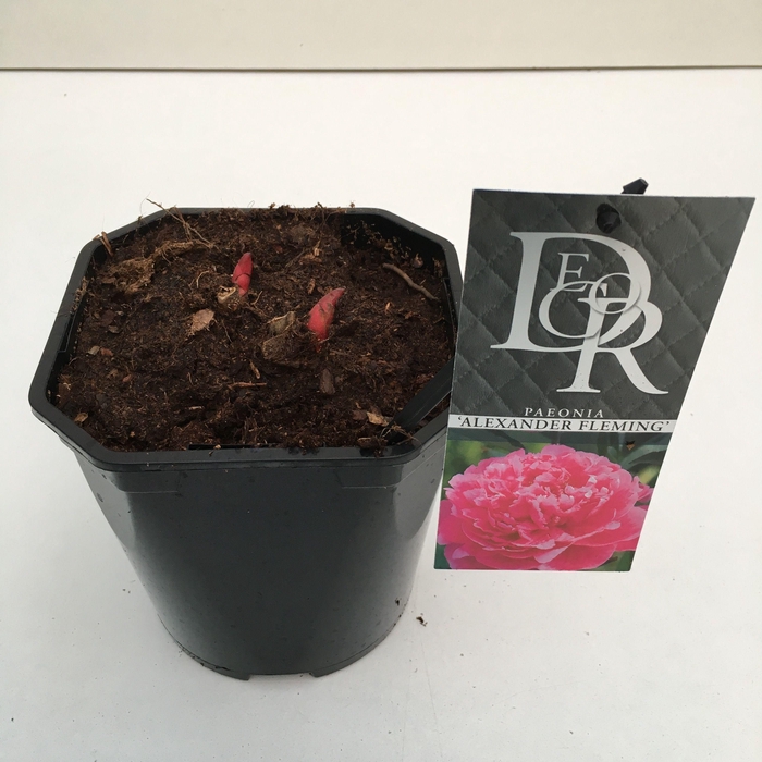 <h4>Paeonia 'Alexander Fleming'</h4>