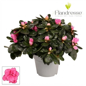 Azalea Flandresse® 'roze' 22 - 25 cm