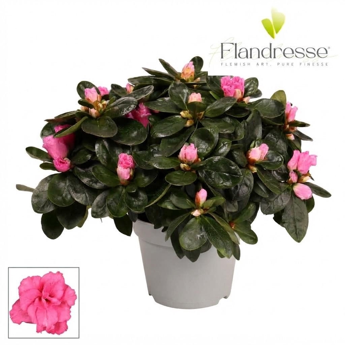 <h4>Azalea Flandresse® 'roze' 22 - 25 cm</h4>