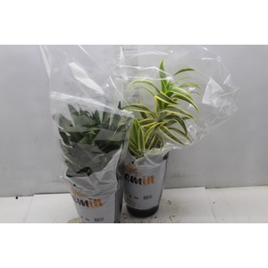 DRACENA VARIADA P17