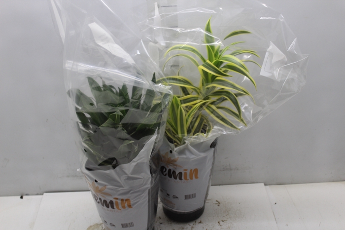 <h4>DRACENA VARIADA P17</h4>