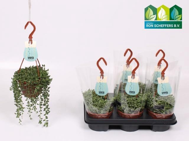 <h4>SENEC HERREIANUS</h4>